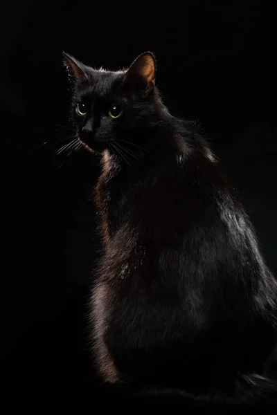 Un gatto nero con gli occhi verdi siede su uno sfondo nero. — Foto Stock