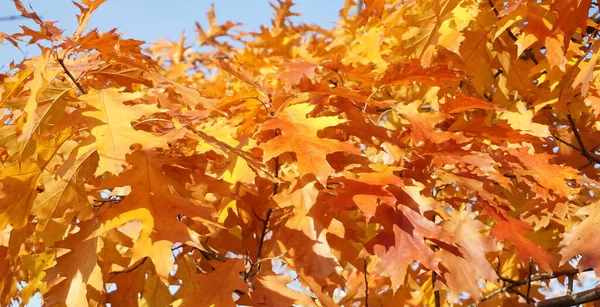 Folhas de outono de bordo vermelho em uma árvore no parque. Carvalho suculento brilhante caindo. Conceito de outono — Fotografia de Stock