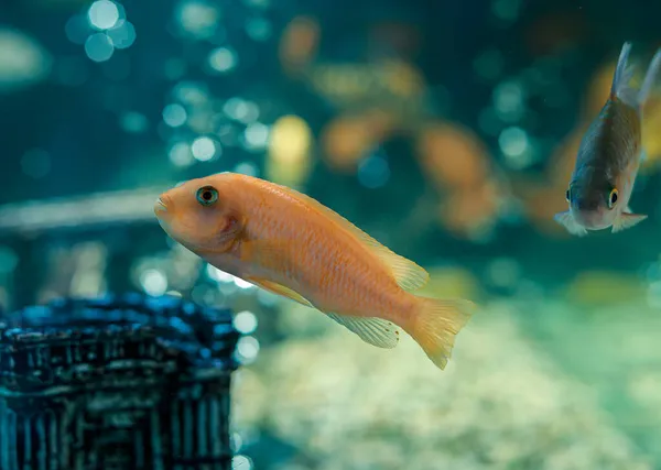 Aquário com peixinho dourado. Raça papagaio vermelho Cichlasoma — Fotografia de Stock