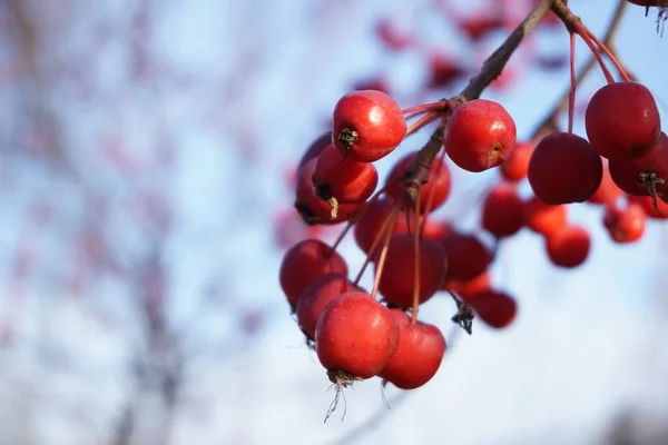 Ветка с спелым красным яблоком против голубого неба — стоковое фото