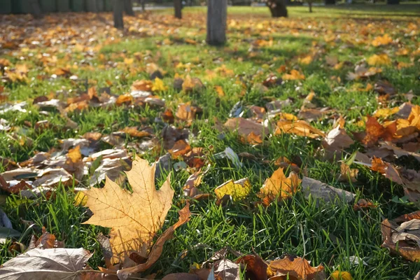 Podzimní krajina v parku. Padlé javorové olistění na zeleném trávníku — Stock fotografie