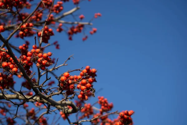 Ветви с дикими яблочными фруктами. Богато украшенные красивые яблони против голубого неба — стоковое фото