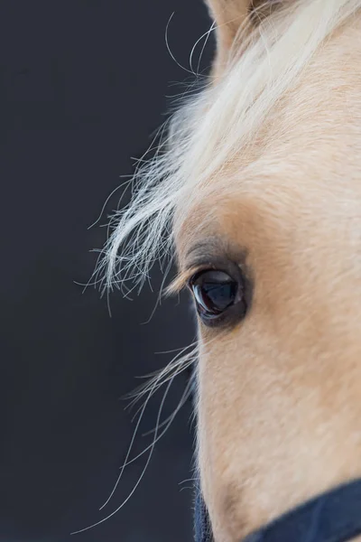 Nahaufnahme der weißen Pferde Auge. Lange gelbe Mähne auf dunklem Hintergrund — Stockfoto