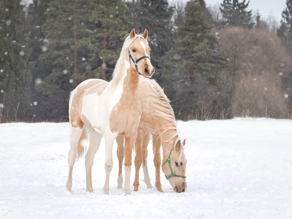 Dwa żółte, jasnokolorowe konie pasą się na zaśnieżonym polu zimowym. Ogiery stoją spokojnie pod śniegiem. Pada śnieg — Zdjęcie stockowe