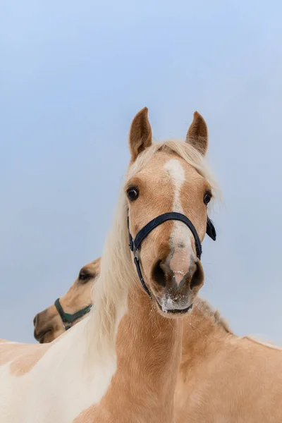Twee paarden van Blond kastanjebruin pak tegen de lucht. — Stockfoto