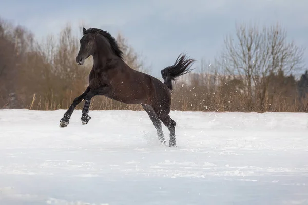 눈덮인 겨울 들판을 누비고 있는 검은 말 한 마리. — 스톡 사진