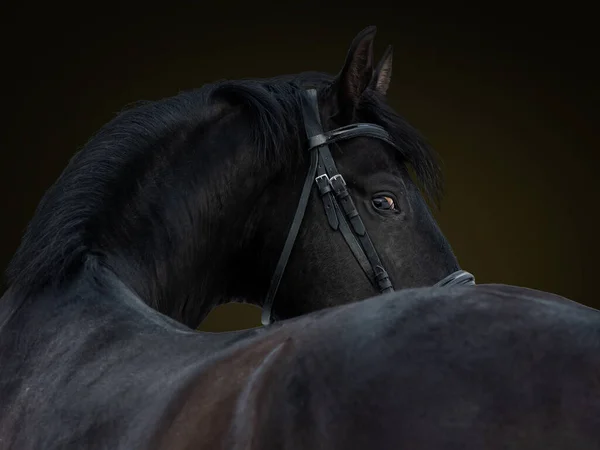 Un grosso giovane stallone nero guarda la telecamera girando la schiena. Ritratto su sfondo scuro. — Foto Stock
