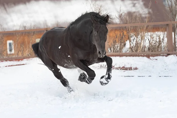 Un caballo negro joven y fuerte galopa a través de la nieve en la levada. Un paseo de un semental castaño —  Fotos de Stock