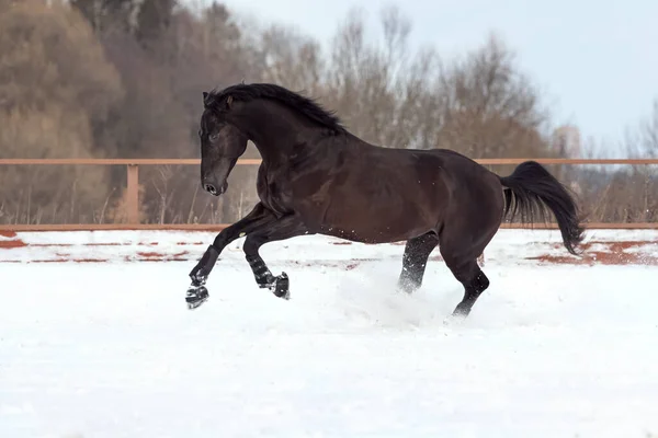 Egy fekete, fiatal, erős ló vágtat át a havon a levadában. Egy gesztenyemén járása. — Stock Fotó
