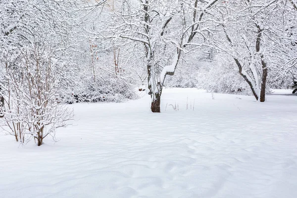 Winter Snow Park 'ta. Ormanda kar yağışı. Hiç kimse değil. Orman manzarası