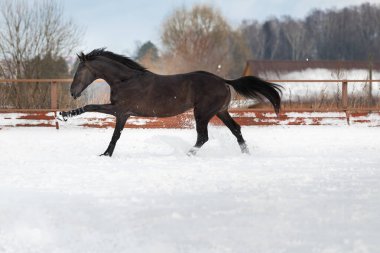 Siyah, genç ve güçlü bir at levada ile karda dört nala koşuyor. Kestane aygırı yürüyüşü