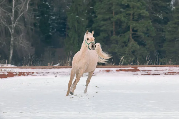 黄色い光色の馬が雪原を横切ります。馬は農場のレバダで放牧する。風景 — ストック写真