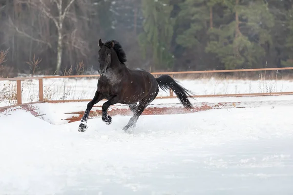 Un caballo negro joven y fuerte galopa a través de la nieve en la levada. Un paseo de un semental castaño —  Fotos de Stock