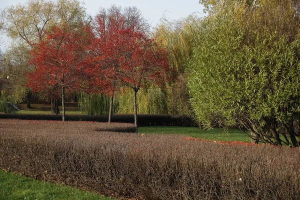 Podzimní krajina v parku. Úhledné upravené keře, tráva — Stock fotografie