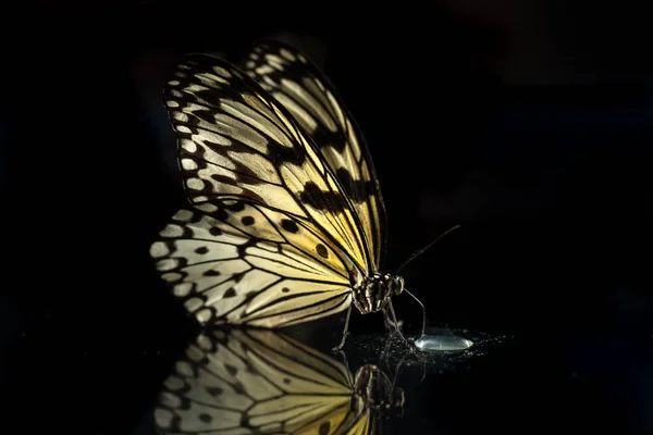 반사되어 있는 유리의 검은 배경 위에 떠 있는 커다란 열대 나비 아이디어 레우 코노 . — 스톡 사진