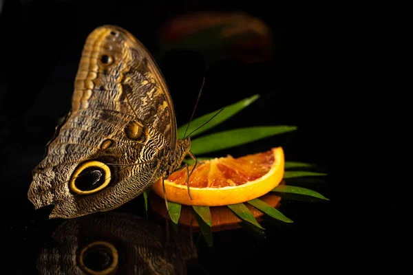 Una gran mariposa de búho tropical Caligo bebe néctar naranja. Vista desde un lado. Fondo de vidrio negro —  Fotos de Stock