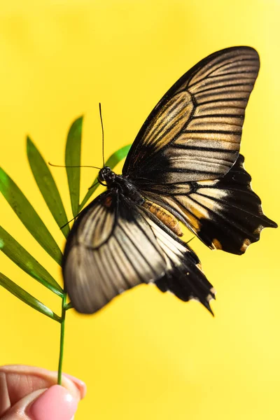 Gran mariposa tropical Papilio lowi en hoja verde de sombreado — Foto de Stock