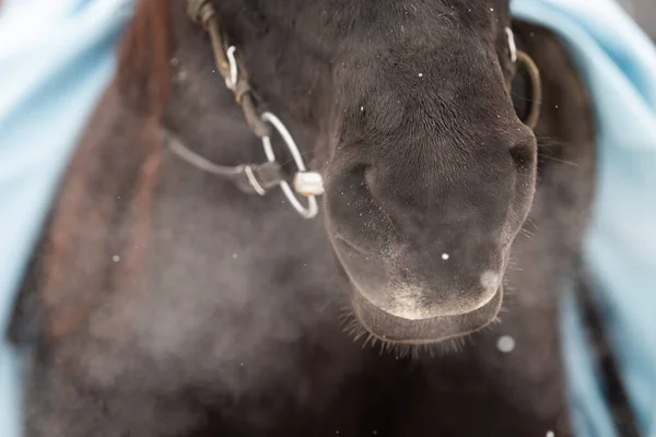 El primer plano de las fosas nasales de los caballos y los labios en un día helado de invierno. Vapor de los caballos boca. —  Fotos de Stock