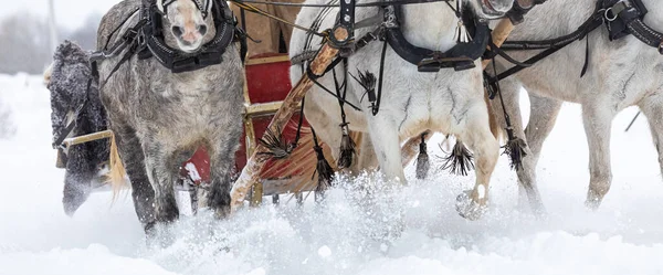 馬の伝統的なロシアのトロイカはそりで活用されています。雪原を馬が駆け抜ける. — ストック写真