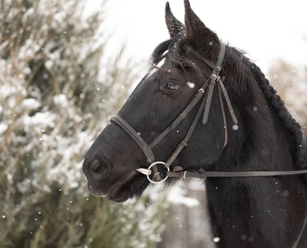 Potret kuda dewasa dengan latar belakang hutan musim dingin. Seekor kuda dengan kekang. — Stok Foto