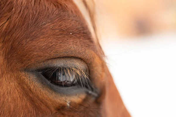 Kırmızı atların gözlerinin geniş yakın arkaplanı. Kirpiklerin görünür.. — Stok fotoğraf