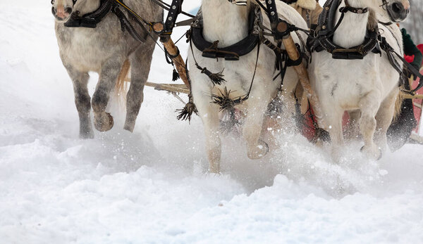 Традиционная русская тройка лошадей запряжена в санях. Лошади бегут по заснеженному полю.