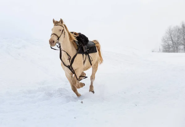 Un caballo galopando por un campo cubierto de nieve. En un arnés de caballo y silla de montar. —  Fotos de Stock