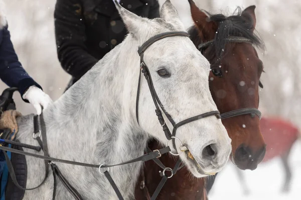 Dos caballos son blancos y marrones en una brida y una diadema en un campo de invierno. Gran retrato de sementales. —  Fotos de Stock