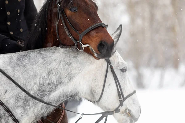Dos caballos son blancos y marrones en una brida y una diadema en un campo de invierno. Gran retrato de sementales. —  Fotos de Stock