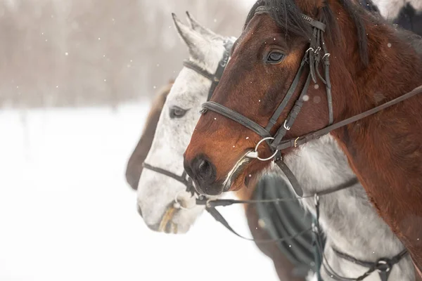 冬の雪原を背景に数頭の馬が馬を利用しています。頭部のクローズアップ。. — ストック写真