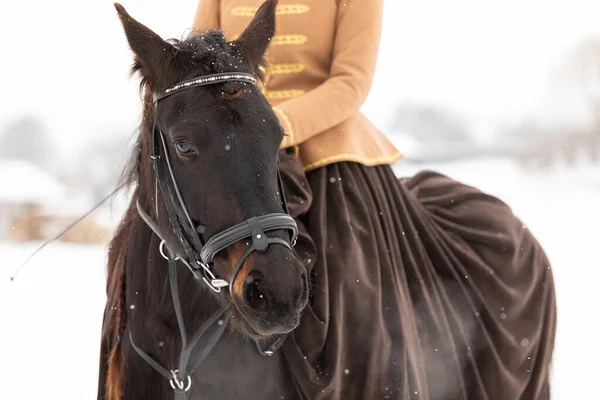 Niché étalon dans une bride sur sa tête. Gros plan sur les animaux tête dans les yeux. — Photo