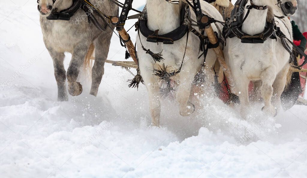 The traditional Russian troika of horses is harnessed in a sleigh. Horses run across a snowy field.