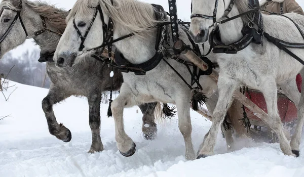 La tradicional troika rusa de caballos se engancha en un trineo. Caballos corren a través de un campo nevado. —  Fotos de Stock