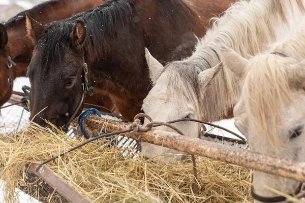 馬は外で干し草を食べる。食べ物は特別な区画にあります。種牡馬のグループ — ストック写真