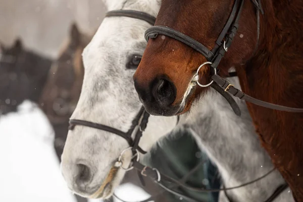 several horses in horse harness against the backdrop of a snowy field in winter. Close-up of the heads.