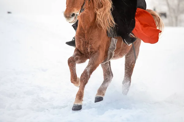 ヴィンテージのライダーが雪原を馬で越える。種牡馬のクローズアップ。雪が高い — ストック写真
