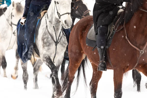 Riders in vintage clothing overcome a snowy field on horseback. Close-up of stallions. High snow — Stock Photo, Image