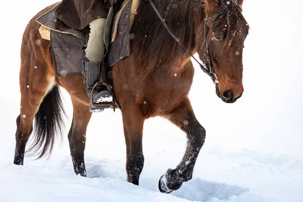 冬の森の中で馬に乗るための服を着た男。混乱の中でライダーの足のクローズアップ — ストック写真