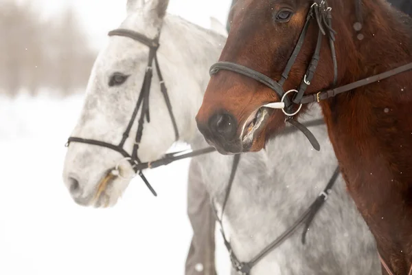 Δύο άλογα είναι λευκά και καφέ σε χαλινάρι και μια κορδέλα σε χειμερινό χωράφι. Μεγάλο πορτραίτο επιβήτορα. — Φωτογραφία Αρχείου