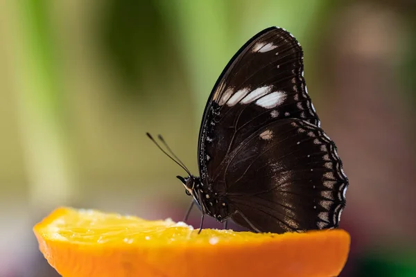 Papillon tropical Hypolimnas bolina boit du nectar et du jus d'orange. — Photo