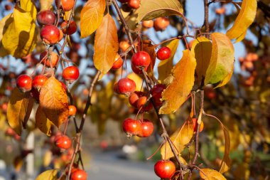 Park manzarası sonbaharı. Göl manzaralı dinlenme alanı. Olgun elmalı bir dal.