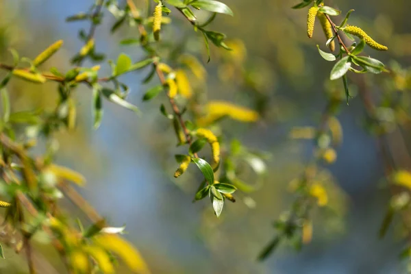 Unga gröna blad av stora träd. Skjut grenar. Vårblomning och polynos. — Stockfoto