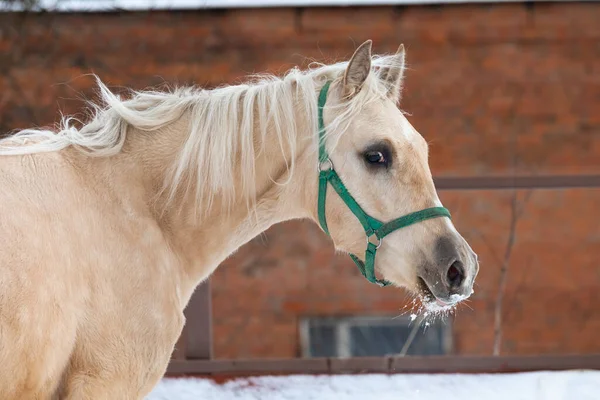 . Bir aygır portresi Bir midilli atı bülbülü kıyafeti