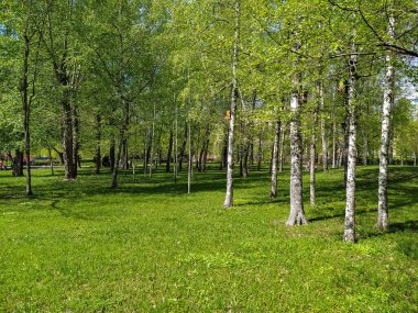 Ağaçlarda taze yapraklar olan yeni bir bahar parkı. Şehirdeki dinlenme alanı. Polen ve alerjik mevsim