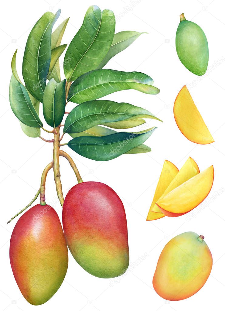 Watercolor illustration of the mango tree branch with fruits, leaves and slices