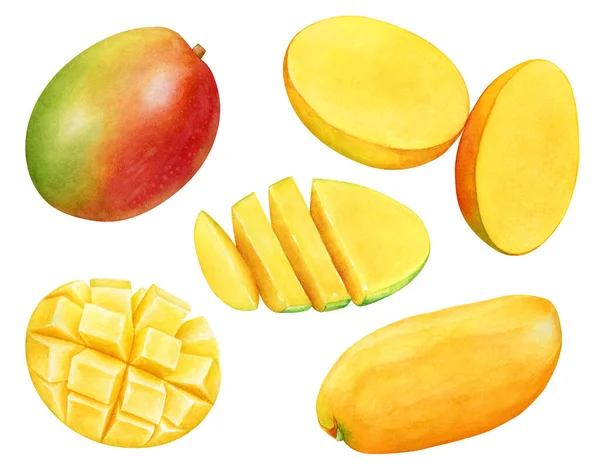 Watercolor Illustration Mango Fruits Fruit Slices — Photo
