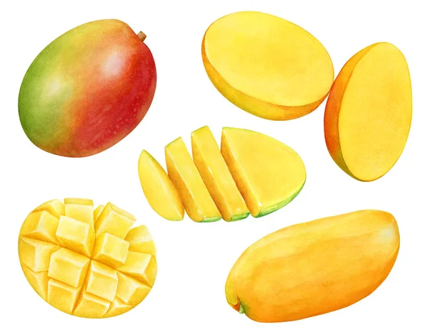 Watercolor Illustration Mango Fruits Fruit Slices Stock Kép