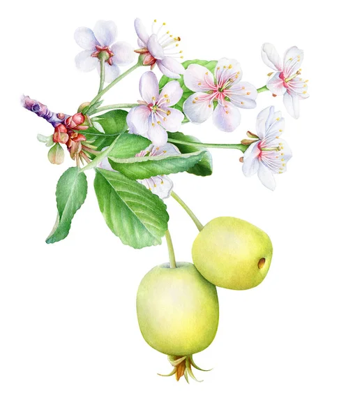 Акварельная Иллюстрация Цветущей Ветви Яблони Цветами Маленькими Желтыми Яблоками — стоковое фото