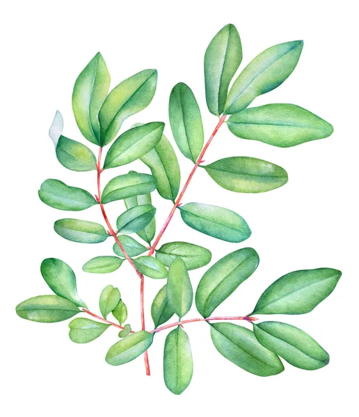 Gyűjtemény Akvarell Élénk Zöld Levelek Virágos Design Elszigetelt Fehér Háttér Stock Kép