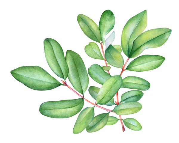 Akvarell Élénk Zöld Levelek Virágos Design Elszigetelt Fehér Háttér Stock Kép
